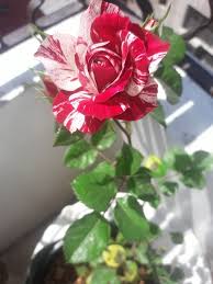 عروة الحلبي Banamalak8 On Pinterest