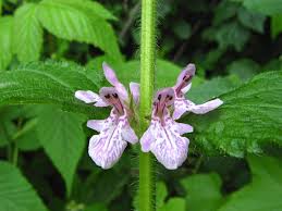 Image result for Stachys pseudonigricans
