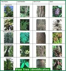 This is a good visual for the part of the unit on identifying types of seeds. Pine Tree Identification Key Picture Tree Identification Tree Bark Identification Plant Identification