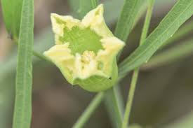 Image result for Cayaponia