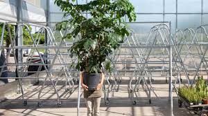 * houseplants are like surf and turf on a restaurant menu; 6 Big Houseplants With A Little Different Vibe Mulhall S