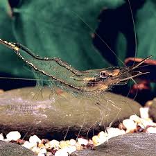 Jan 02, 2021 · in the wild, the shrimp also enjoy waters with aquatic grasses or water hyacinths. Ghost Shrimp Low Flat Rate Shipping From Aquarium Plants Factory