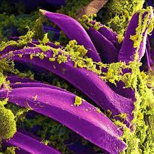 Pin On Sciart Microscopy Images