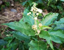 Image result for Pleurolobus salicifolius