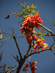 Image result for Erythrina falcata