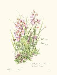 Image result for Eulophia cucullata