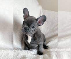 French bulldog puppies for sale. View Ad French Bulldog Puppy For Sale Near New Jersey Bridgewater Usa Adn 192424