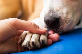 5 Natural Remedies For Dry Or Cracked Paws In Dogs