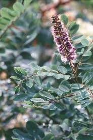 Image result for Baptorhachis foliacea