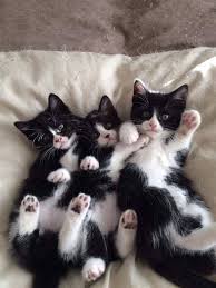 Ahmet Tan Adli Kullanicinin Kedi Dunyasi Panosundaki Pin Cute Kittens Sevimli Hayvan Yavrulari Kediler Ve Yavrulari