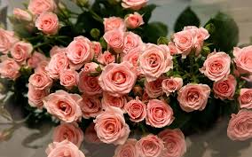 Free download hd & 4k quality beautiful rose wallpaper images. Pink Rose Flower Wallpapers Wallpaper Cave