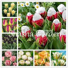 The Most Popula 100 Tulip Bonsai Not Tulip Bulbs Indoor Flower Plants Ice Cream As Beautiful Tulips Rizomas Arom Indoor Flowers Planting Flowers Bulbs Indoor