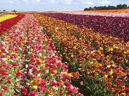 Maybe you would like to learn more about one of these? Carlsbad Flower Fields Carlsbad Flower Fields Flower Field Explore California