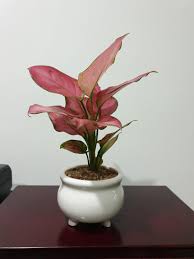 Dieffenbachia Pink Houseplant Gardening Plants On Carousell