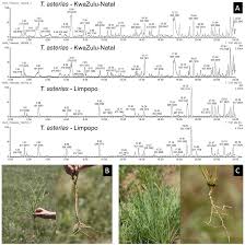 Image result for Thesium multiramulosum