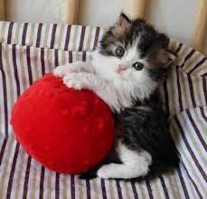 RÃ©sultat de recherche d'images pour "leto****elhumour avec des chatons"