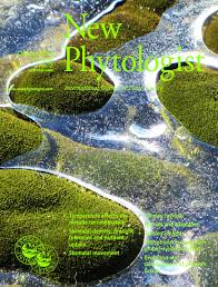 Image result for Eulophia acutilabra