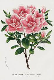 1845 Charles Lemaire Flore Des Serres Et Des Jardin Camellia Azalea Rhododendro Botanical Illustration Watercolor Flower Illustration Pretty Flowers Pictures