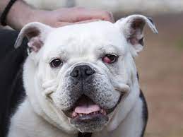What Causes Cherry Eye In Dogs And How To Treat Cherry Eye In Dogs Dogs Dog Care