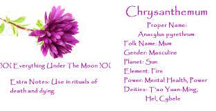 Chrysanthemum Chrysanthemum Witchcraft Love Spells Magical Herbs