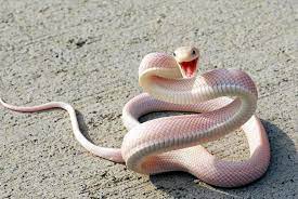 Dao De Zwh Albino Snake Albino Animals Snake Baby Snakes