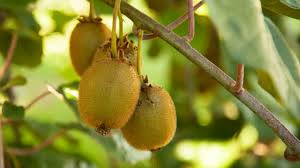 New growth tender to frost, but recovers quickly. Planting And Pruning Kiwi Organic Gardening Blog Grow Organic
