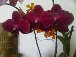 Keluarga ini memiliki jenis beragam dan tersebar luas. Jual Tanaman Anggrek Phalaenopsis Merah Bibit Online