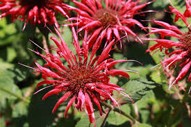 There are many different varieties, and it's a common flower in pollinator gardens for good reason! Growing Bee Balm The Complete Guide To Plant Grow And Harvest Bee Balm