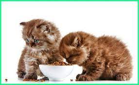 7 Cara Melatih Kucing Makan Makanan Kering Dunia Fauna Hewan Binatang Tumbuhan Kucing Betina Kucing Hewan