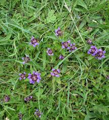 We did not find results for: Summer Lawn Weeds Growing And Flowering June Onwards