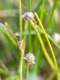 Image result for Eriocaulon truncatum