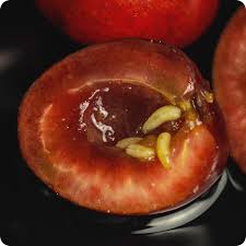 It's simple but effective, recruit your cats and dogs. How To Control Common Fruit Tree Pests Ifa Country Stores