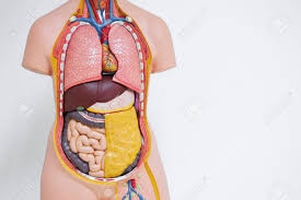 The other organs, like brain, heart, kidney, lungs and pancreas, etc. Artificial Human Body Anatomical Model Showing Internal Organs Stock Photo Picture And Royalty Free Image Image 105274783