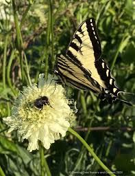 Image result for Cephalaria