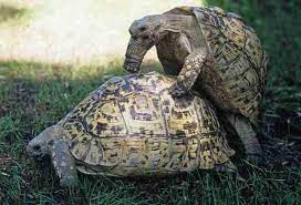 The Leopard Tortoise Stigmochelys Geochelone Pardalis Of Africa British Chelonia Group