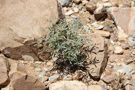 Image result for Hypertelis umbellata