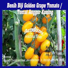 We did not find results for: Benih Biji Golden Grape Tomato Tomat Anggur Kuning Eceran Seribuan Murah Terbaru Agustus 2021 Harga Murah Kualitas Terjamin Blibli