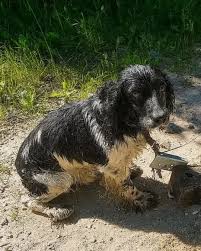When Max saw the boy caught up in the current he became determined to save  him.