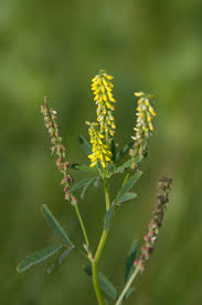 Image result for Melilotus indicus