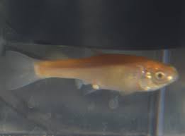 These hardy minnow will also adapt to nearly any temperature, with reports of it thriving at temperatures below freezing, and in temperatures as high as 100f (37c). Rosy Red Minnow Sick Aquariacentral Com