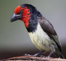 Small Wild Birds Of South Africa Black Collared Barbet Desktop Nexus Wallpapers South African Birds World Birds Beautiful Birds