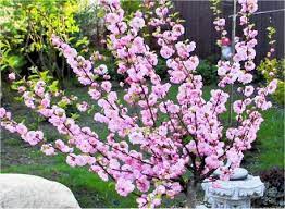 The flowering almond shrub, prunus glandulosa 'rosea plena' is also a dwarf flowering bush is loaded in the spring. Prunus Triloba Double Flowering Cherry Almond Tree Japanese Exotic Plants Online