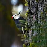 Guided Birding Trip to Schoolhouse Gulch and Placerville