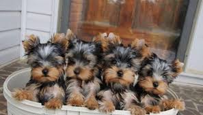 Teacup puppies for sale, teacup, tiny toy and miniature puppies for adoption and rescue from illinois, il. Teacup Yorkies For Rehoming Home Facebook