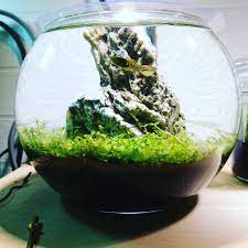 数日前に初めての水換えしました 水草の苔はエビさん追加で解消 後はガラス面のうっすら生えてくる苔はどうしようかな アクアリウム ネイチャーアクアリウム 詫び草 水草 水草水槽 水草レイアウト 熱帯魚 緑のある暮らし 水槽のある暮らし 水槽 ada dooa aquarium