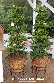 If kept in containers, a potting soil with peat moss and an acidic ph is best. Miracle Fruit Trees Berries Make Sour Foods Taste Sweet The Foodie Gardener