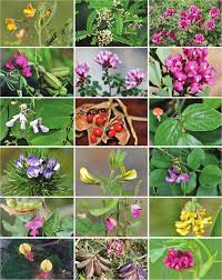 Image result for Decorsea schlechteri