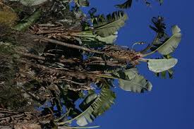 Image result for Strelitzia caudata