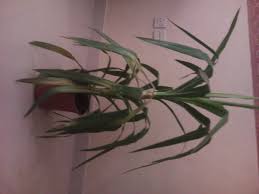 نباتات الظل في ايكيا