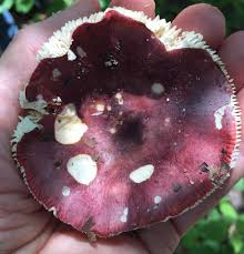 Image result for Russula mariae